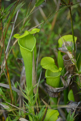 Sarracenia alata