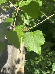 Ampelopsis glandulosa