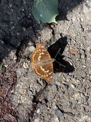 Apatura ilia
