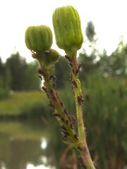 Macrosiphini