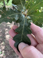 Quercus stellata