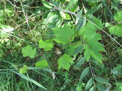 Vitis vinifera