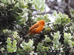 Loxops coccineus