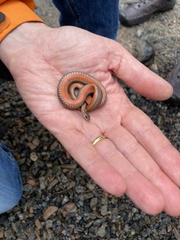 Storeria occipitomaculata