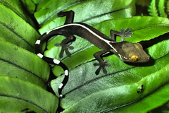 Gekko vittatus