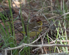 Setophaga palmarum hypochrysea
