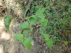Chromolaena bigelovii