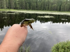 Lithobates septentrionalis