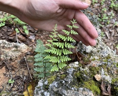 Myriopteris alabamensis