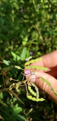 Desmodium