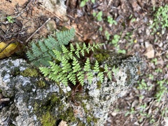 Myriopteris alabamensis