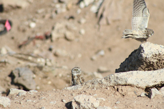 Athene cunicularia hypugaea