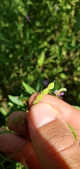 Desmodium