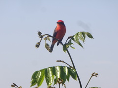 Pyrocephalus rubinus