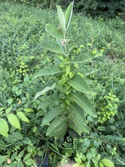 Asclepias syriaca