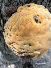 Pseudoinonotus dryadeus