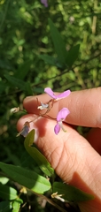 Desmodium