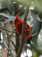 Drepanis coccinea