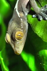 Gekko vittatus