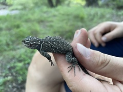 Sceloporus jarrovii