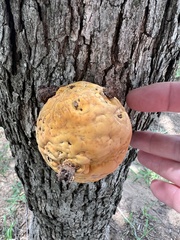 Pseudoinonotus dryadeus