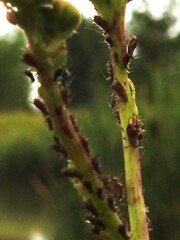 Macrosiphini