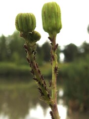 Macrosiphini