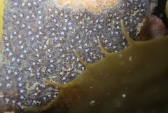 Botryllus