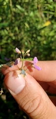 Desmodium