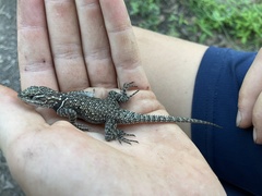 Sceloporus jarrovii