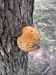 Pseudoinonotus dryadeus