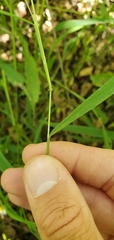 Leersia