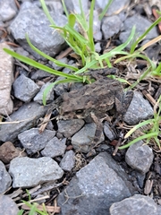 Anaxyrus boreas