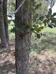 Pseudoinonotus dryadeus