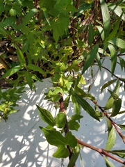 Aristolochia pentandra
