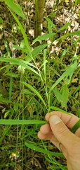 Leersia