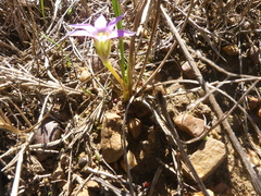 Romulea rosea