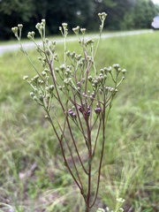 Carphephorus odoratissimus