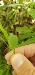 Leersia