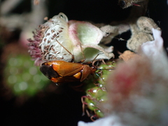 Deraeocoris ruber