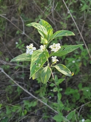 Lantana canescens