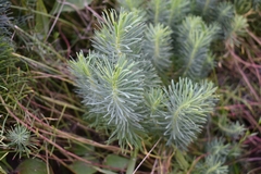 Euphorbia cyparissias