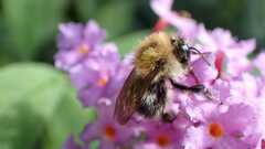 Bombus