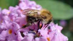 Bombus
