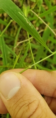 Leersia