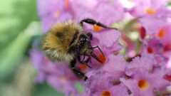 Bombus