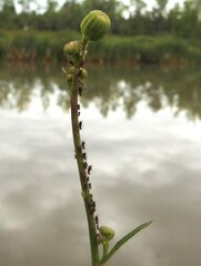 Macrosiphini
