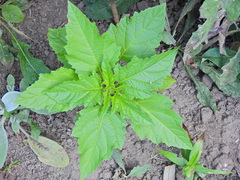 Nicandra physalodes
