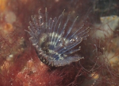 Sabellidae