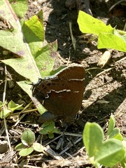 Callophrys spinetorum